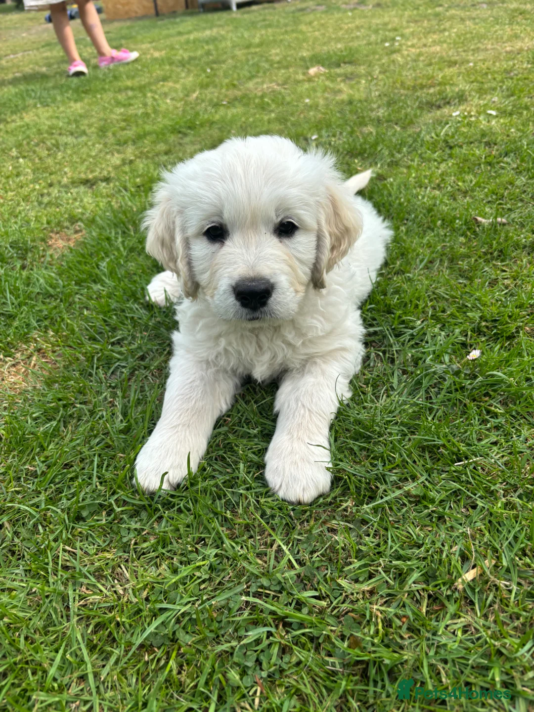Golden Retriever dogs for sale: KC Golden Retriever Male Puppy 8 weeks old - Advert 1