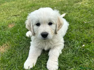 Golden Retriever dogs KC Golden Retriever Male Puppy 8 weeks old - Advert 1