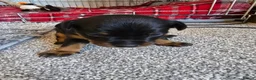 Patterjack dogs for sale: Beautiful patterjack puppies - Advert 5