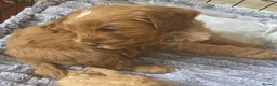 Cockapoo dogs for sale: 🐾Adorable Puppies Ready for Their Forever Homes🐾 in Ripley - Advert 8