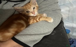 Ragdoll cats for sale: male kitten ragdoll cross bengal x  - Advert 5