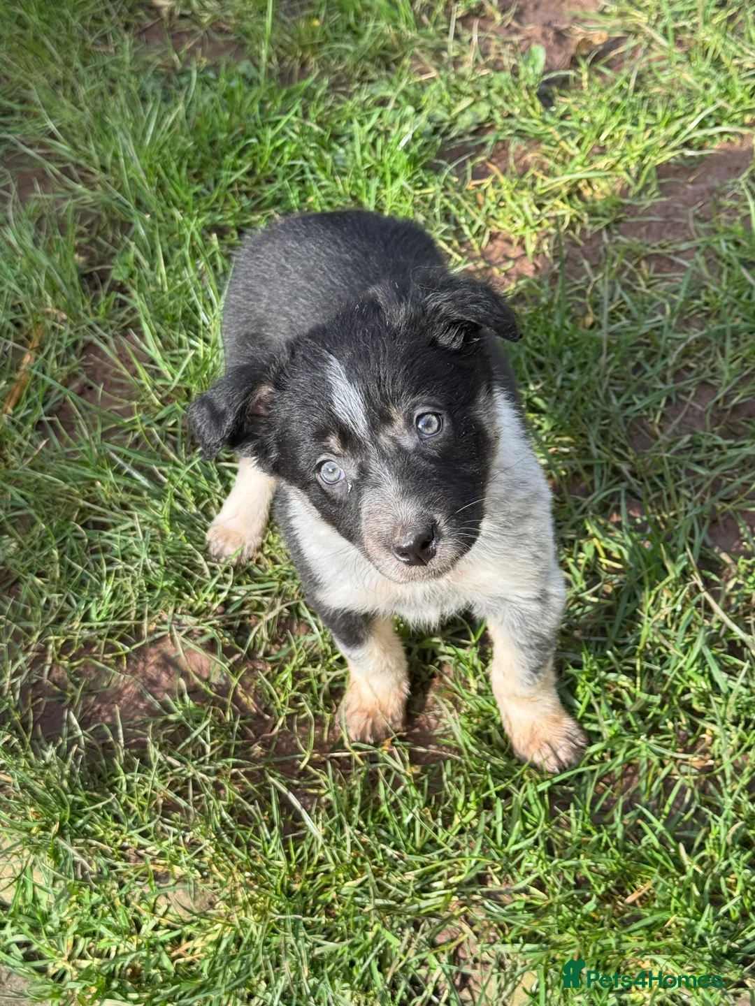Border Collie dogs for sale: Border collie pups ready from 20th February  - Advert 24