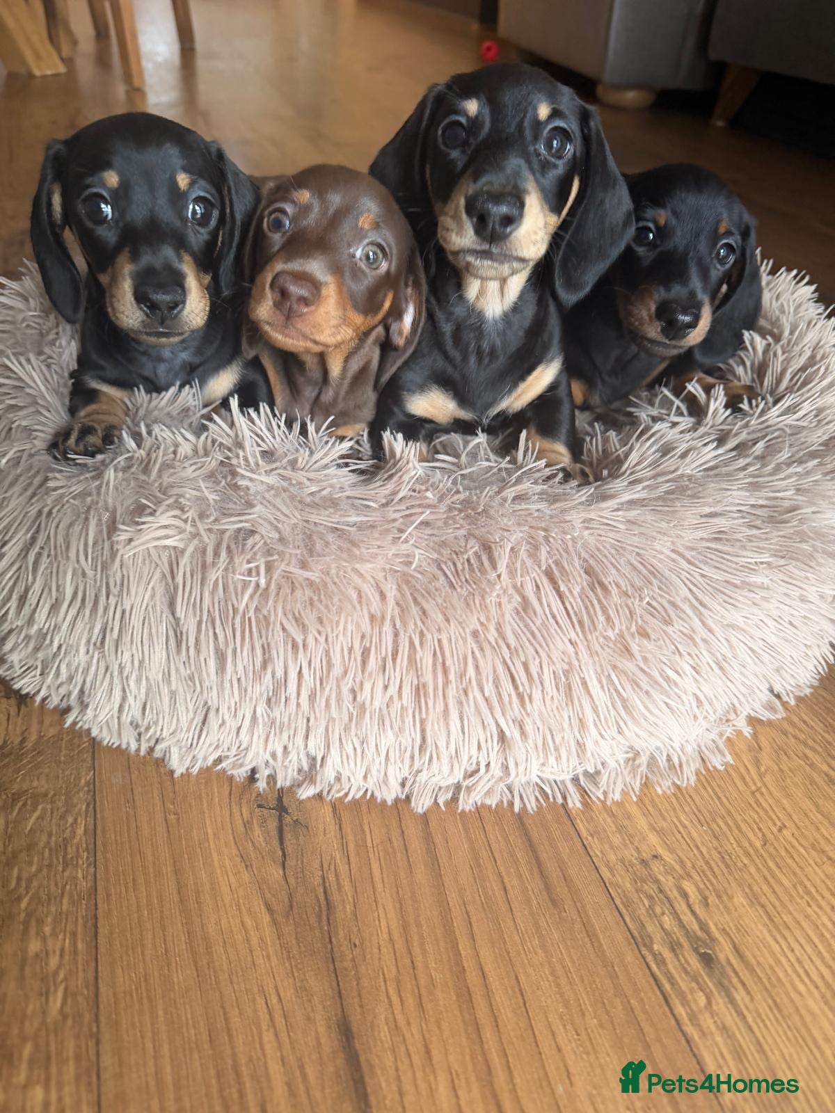 Miniature Dachshund dogs Ready to leave 3x Miniature Dachshund Puppies - Advert 2
