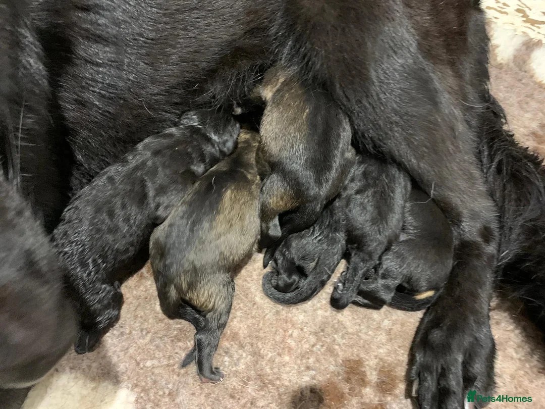 German Shepherd dogs for stud: Health tested Stunning kc reg sable stud  in Bedford - Advert 14