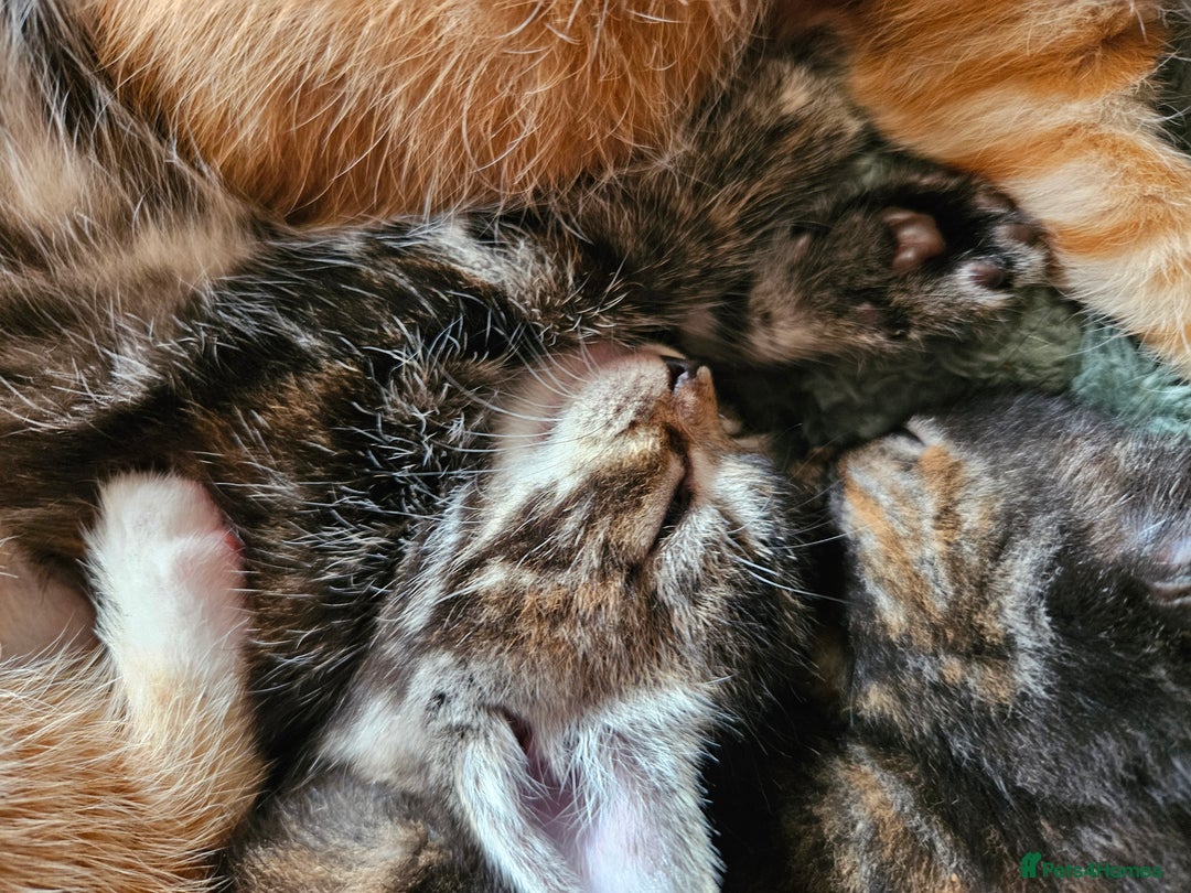 Mixed Breed cats for sale: 5 Beautiful Kittens Ready Soon - Image 3