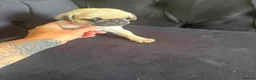 Pug dogs for sale: Pug Puppies - Advert 26