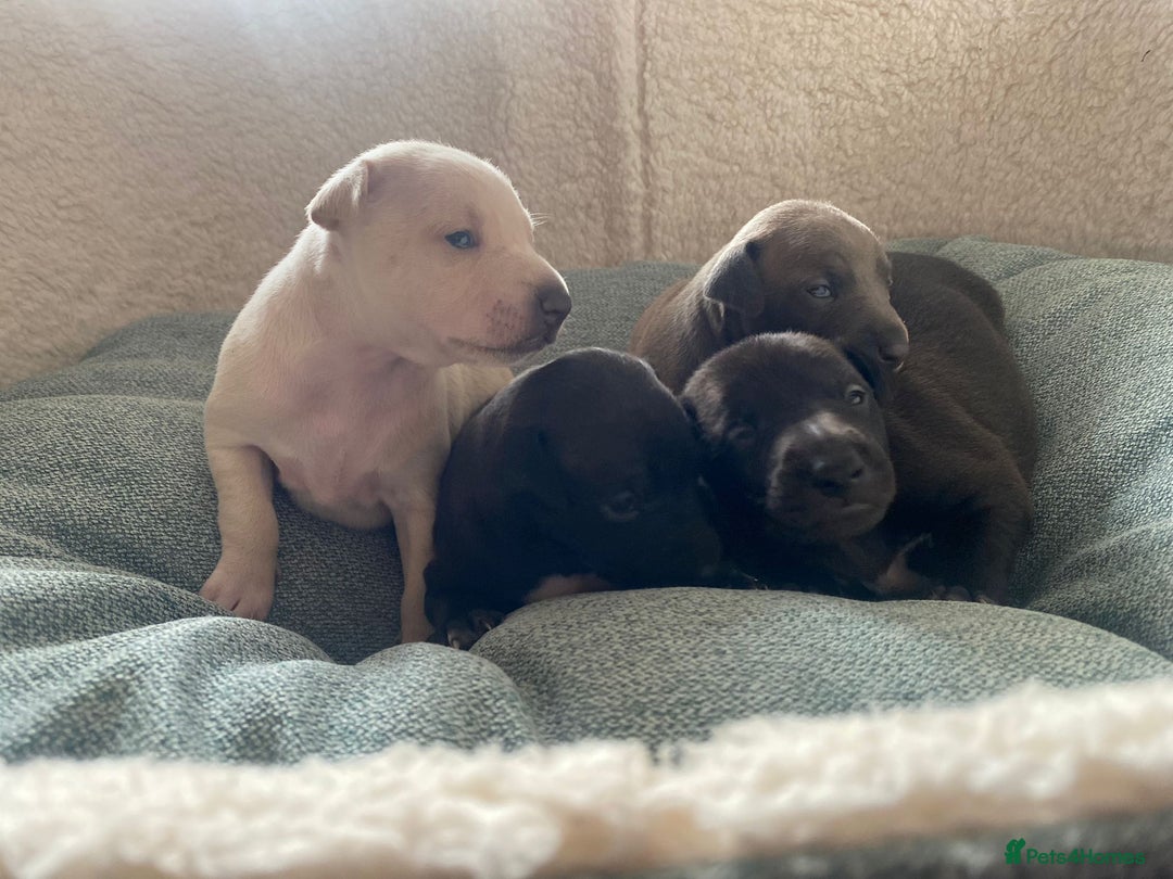Italian Greyhound dogs for sale: Italian greyhound  - Image 4