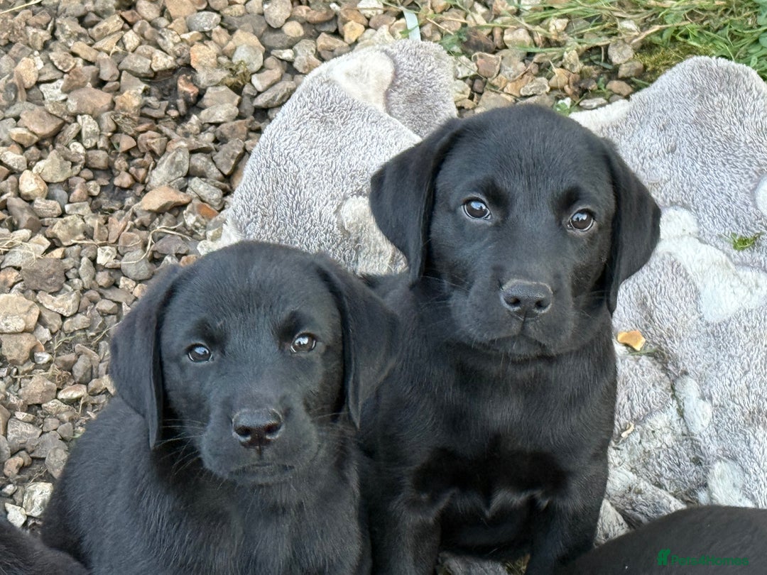 Labrador Retriever dogs for sale: Beautiful Labrador pups, Ready to go!  - Image 31
