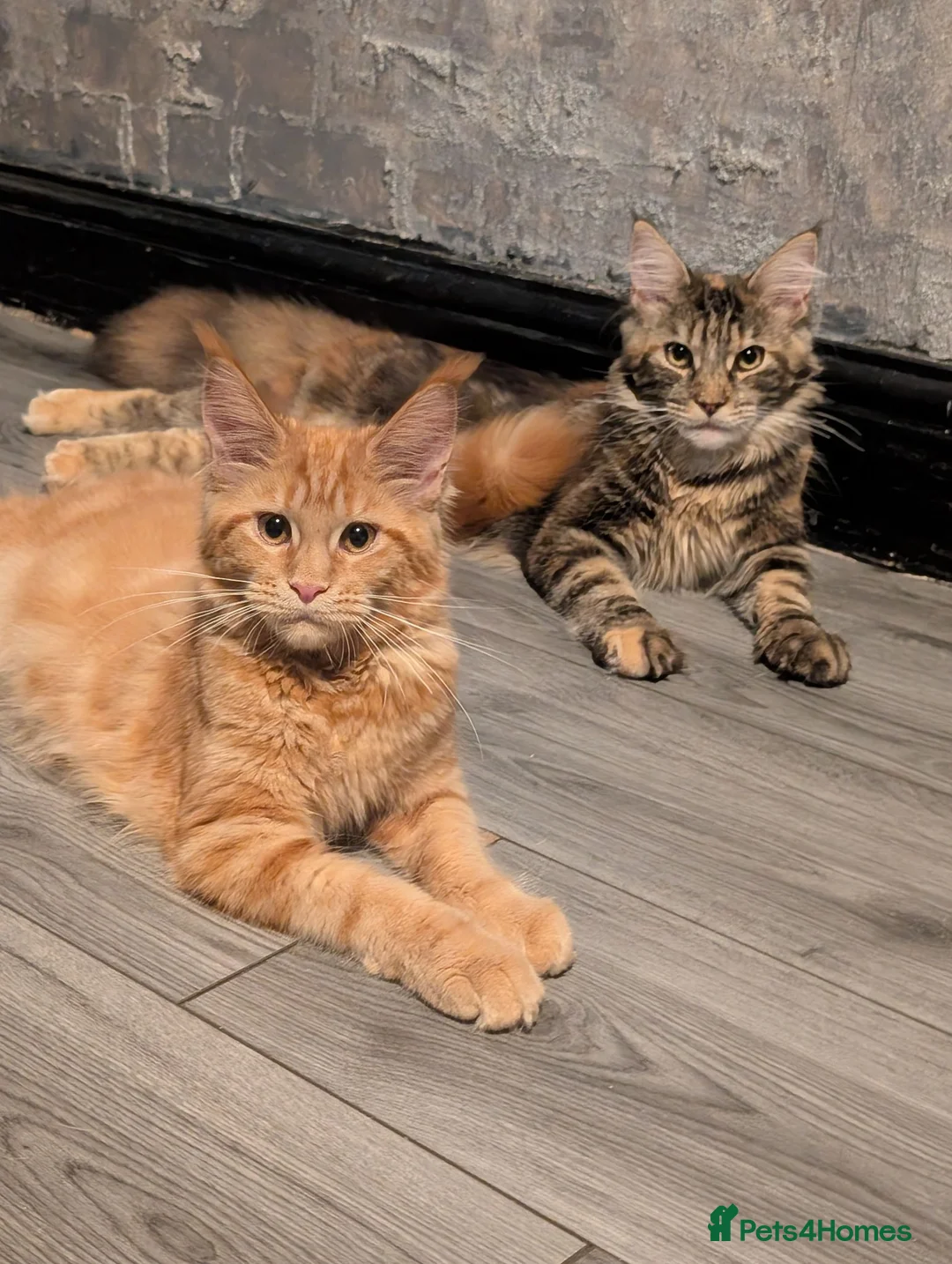 Maine Coon cats for sale: Mainecoon - Advert 2