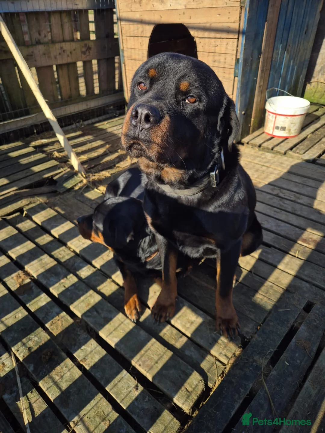 Rottweiler dogs for sale: Beautiful Rottweiler puppies in Radstock - Advert 8