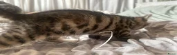 Mixed Breed cats for sale: Beautiful Bengal Cross Kittens - Advert 13