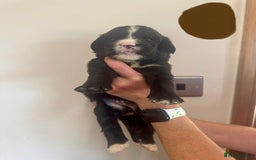 Mixed Breed dogs for sale: Labernese x Bernese mountain dog puppies  - Image 11