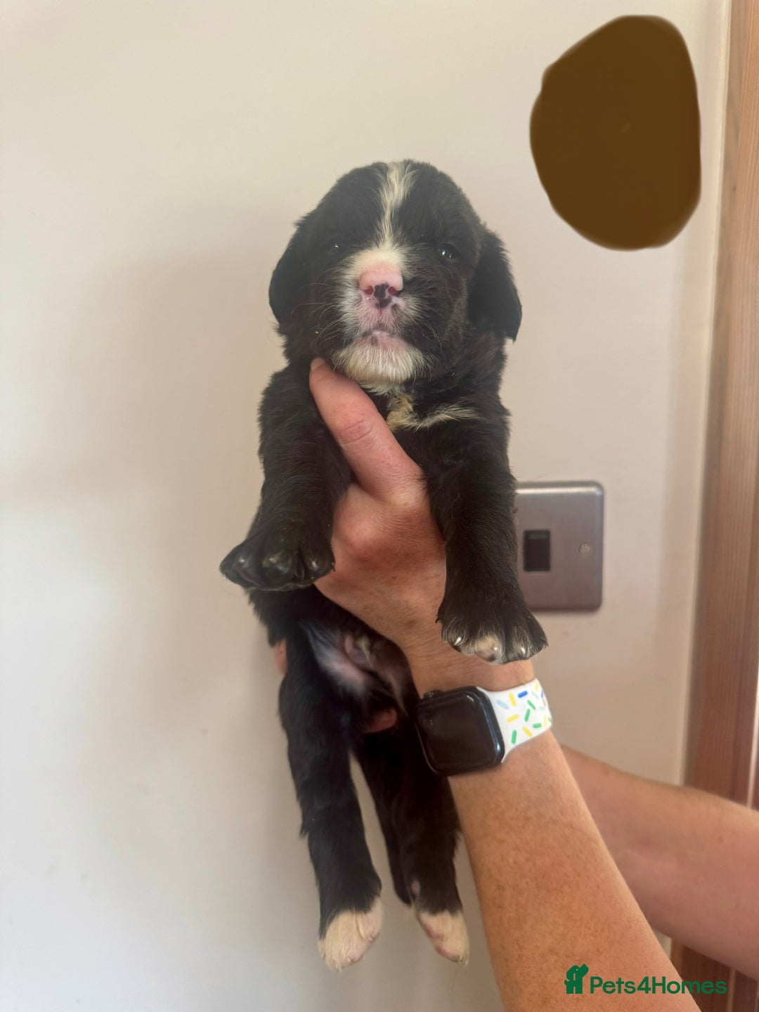 Mixed Breed dogs for sale: Labernese x Bernese mountain dog puppies  - Image 11