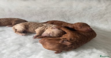 Toy Poodle dogs - Advert 9