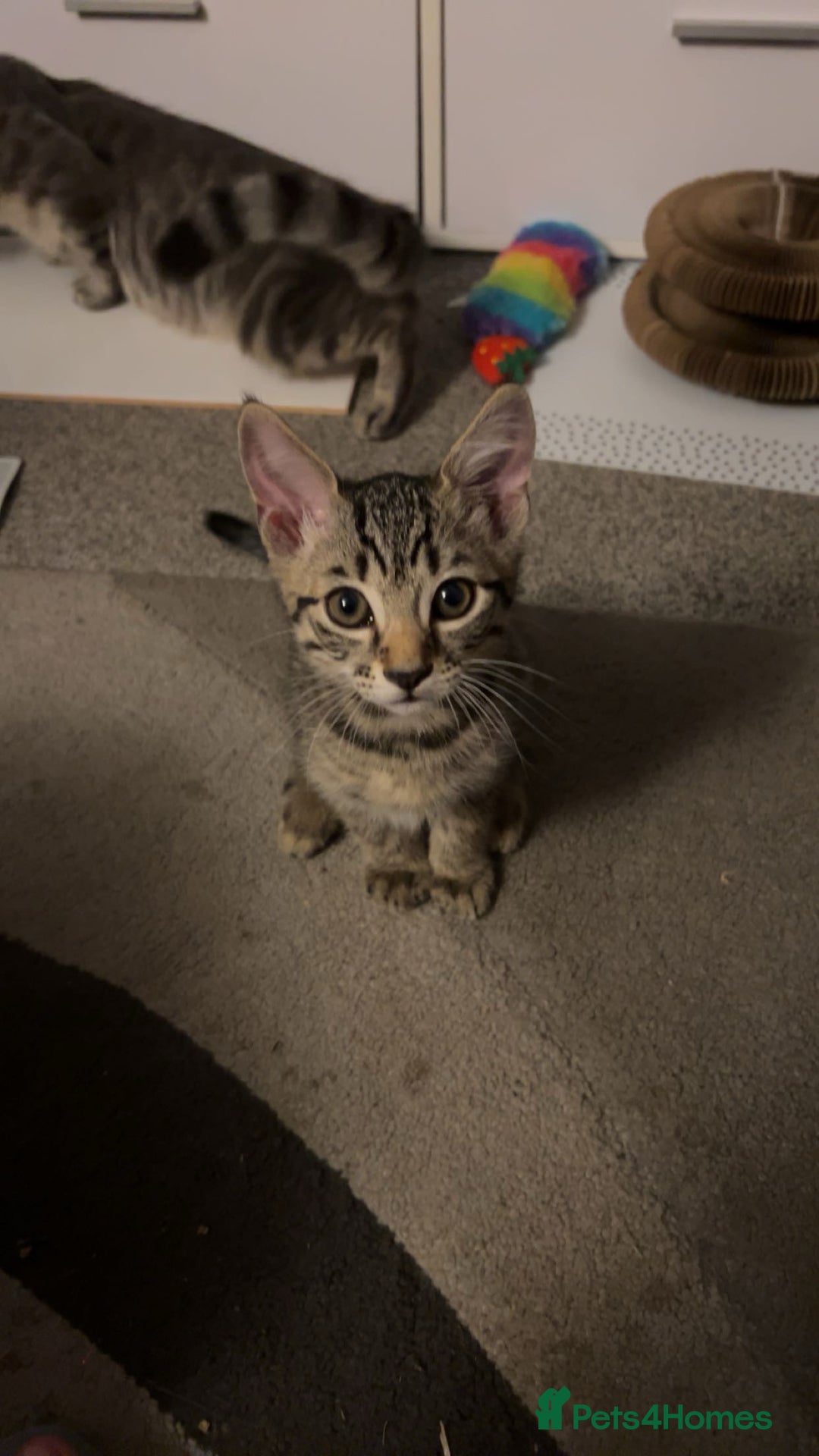 Domestic Shorthair cats for sale: Kittens - Image 3
