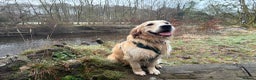 Golden Retriever dogs for stud: 🐾 Proven Golden Retriever Stud Available 🐾 - Advert 4