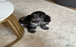 Cocker Spaniel dogs for sale: Blue roan show cocker spaniel  - Image 15
