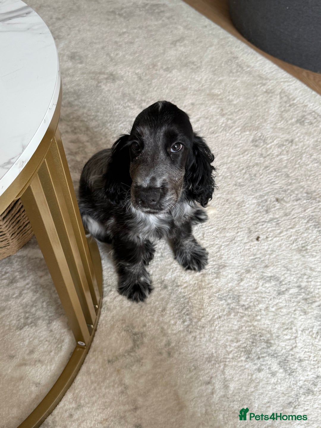 Cocker Spaniel dogs for sale: Blue roan show cocker spaniel  - Image 15