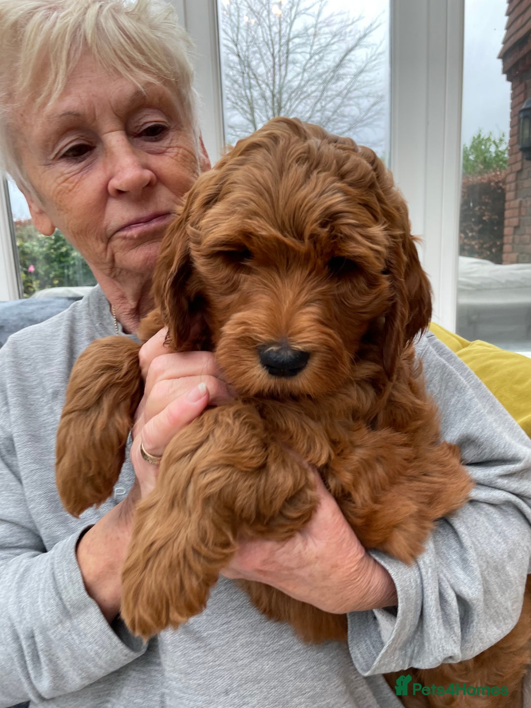 Goldendoodle dogs for sale: Australian Labradoodle RED&White TUX -Waiting list - Image 26