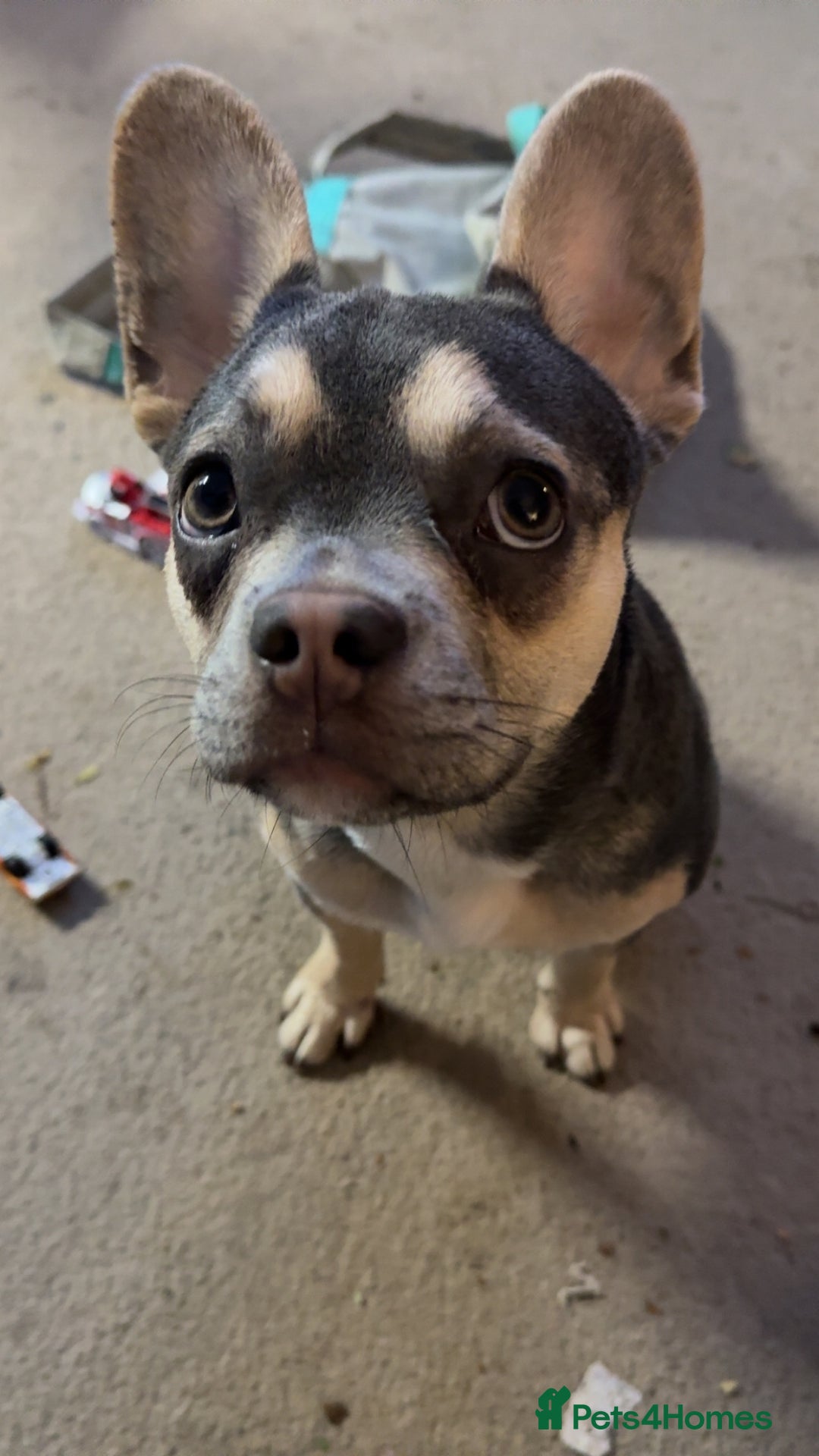 Mixed Breed dogs for sale: Beautiful French Bulldog - Image 2