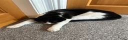 Domestic Shorthair cats for sale: Male cat  in Mansfield - Advert 5