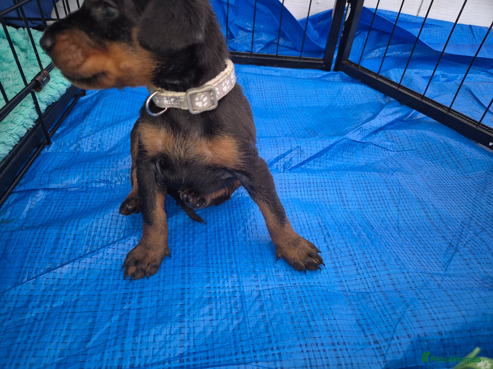 Dobermann dogs ⭐️⭐️⭐️⭐️⭐️ KC Reg European Dobermann puppies - Advert 5