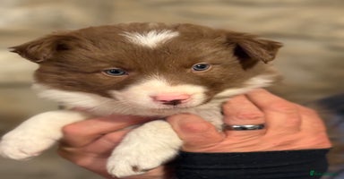 Border Collie dogs - Advert 6