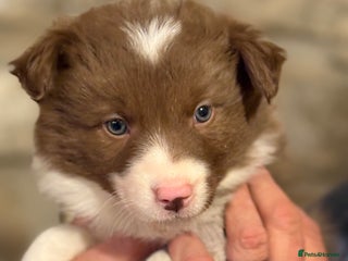 Border Collie dogs - Advert 5