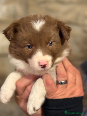 Border Collie dogs - Advert 1