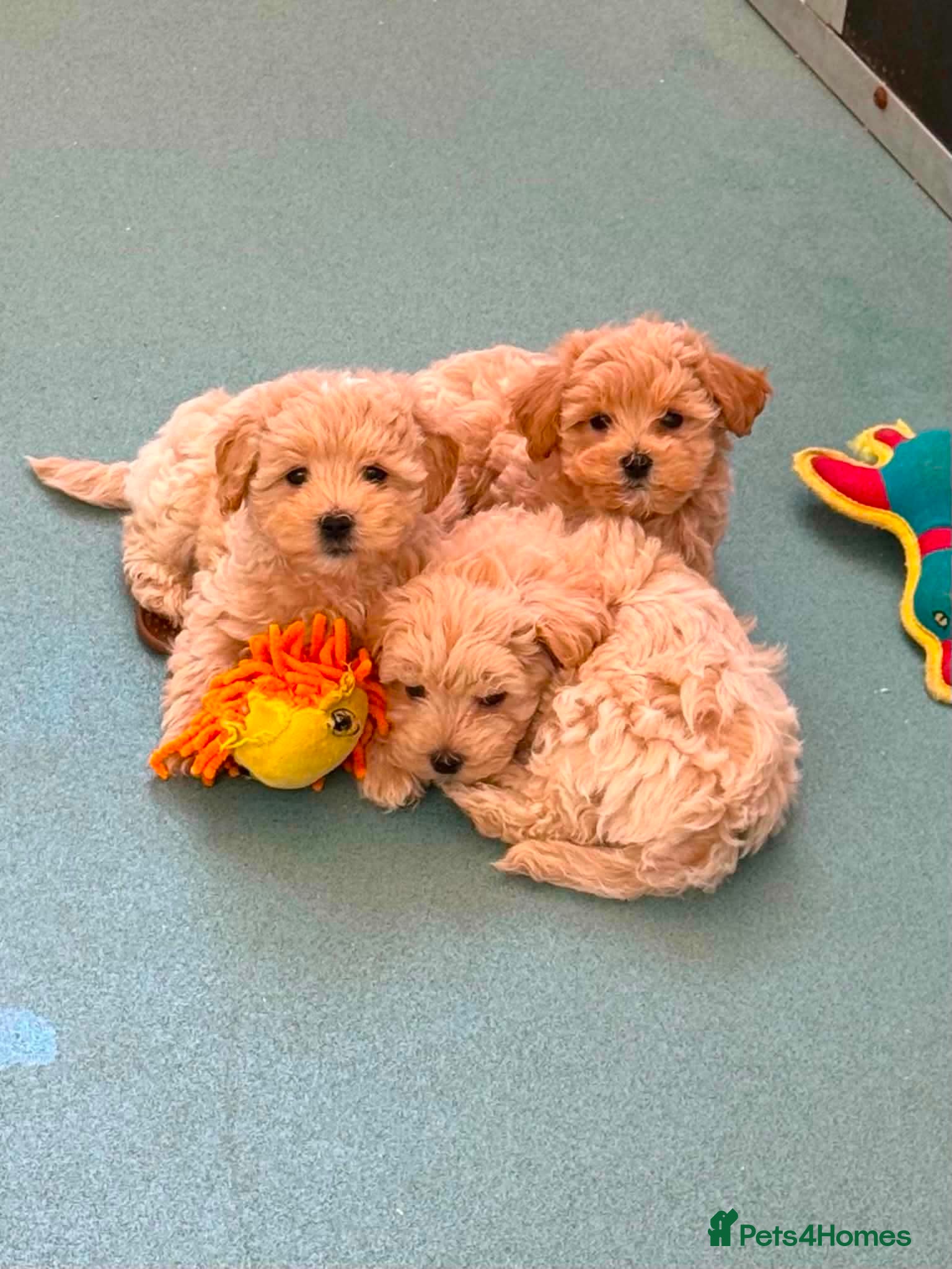 Maltipoo dogs Beautiful Maltipoo little boy - Advert 2