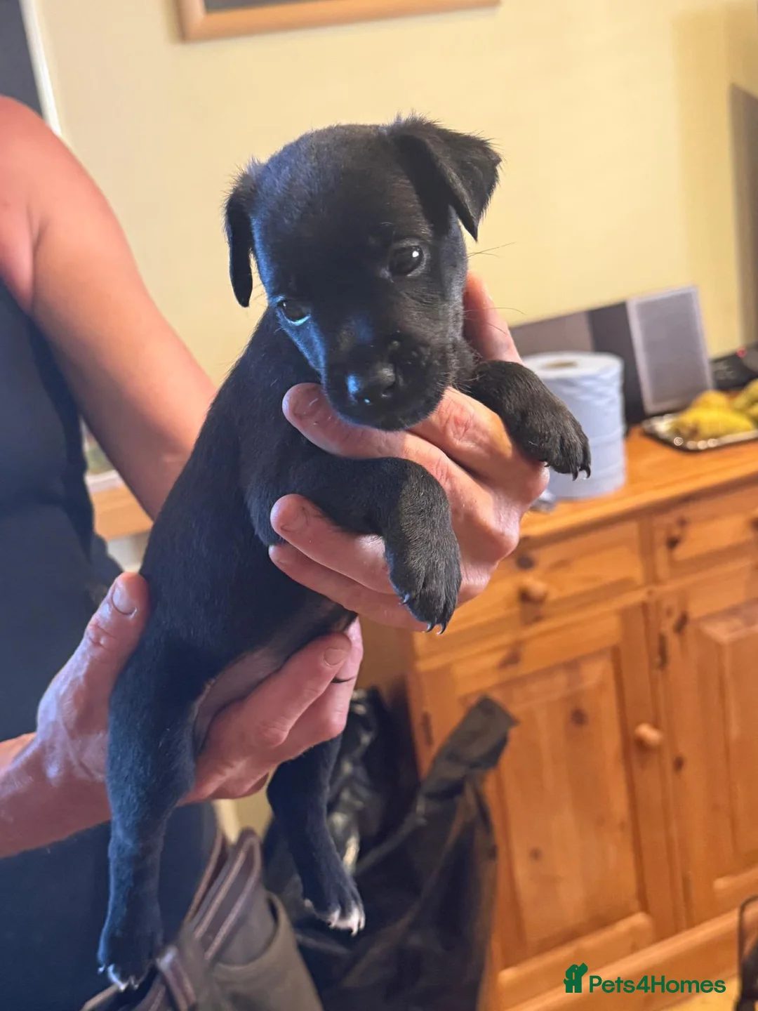 Mixed Breed dogs for sale: Parsons Cross patterdale puppies in Billingshurst - Advert 2