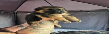 German Shepherd 4