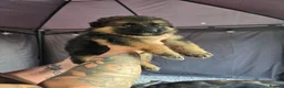 German Shepherd dogs for sale: German shepherd  - Advert 24