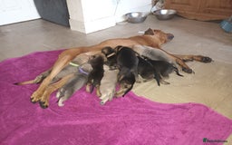 Mixed Breed dogs for sale: Mastiff x rottweiler  - Image 4