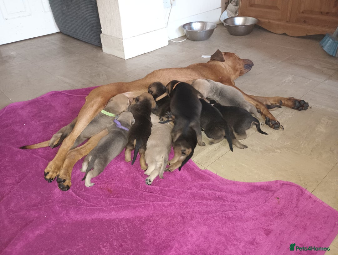 Mixed Breed dogs for sale: Mastiff x rottweiler  - Image 4