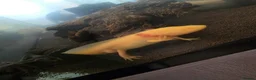 Mixed Breed invertebrates for sale: 5 x axolotls  in Bedlington - Advert 8