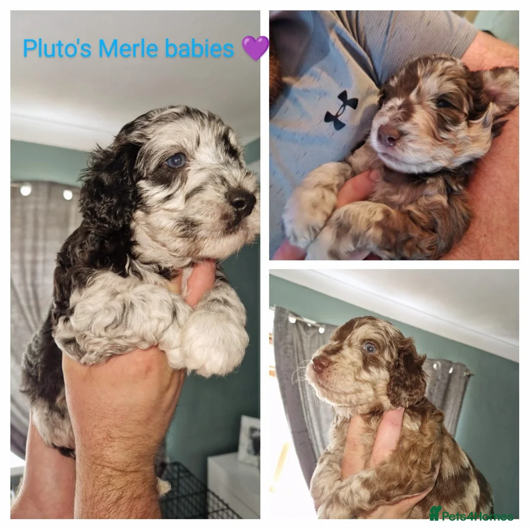 Cockapoo dogs for stud: *PROVEN* DNA Health Tested Chocolate Cockapoo STUD in Manchester - Advert 7