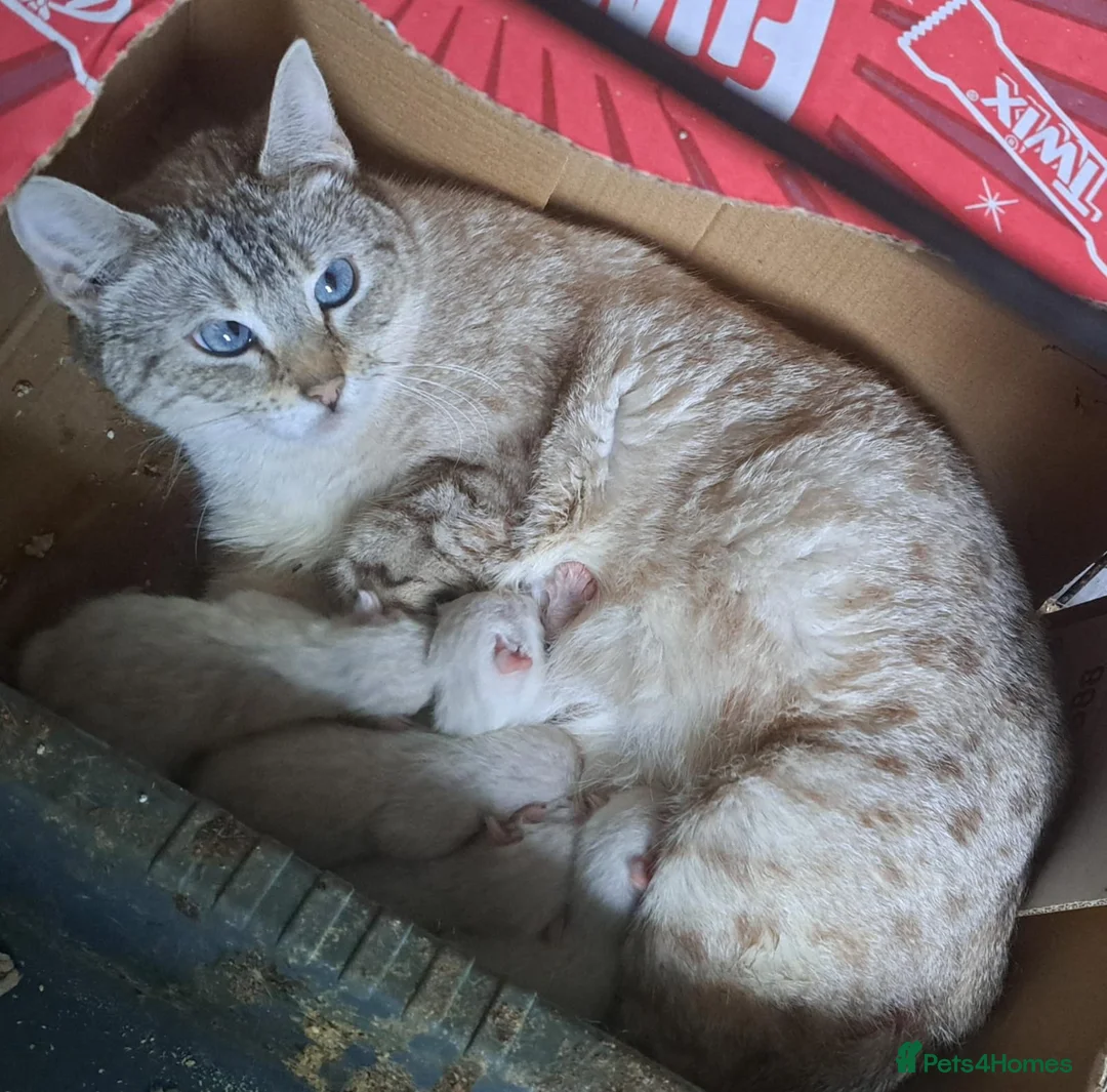 Bengal cats for sale: Snow bengal lynx kittens  - Advert 1