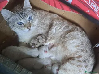 Bengal cats Snow bengal lynx kittens - Advert 1