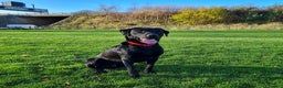 Labrador Retriever dogs for stud: Health tested Labrador retriever proven stud in Kirkliston - Advert 1