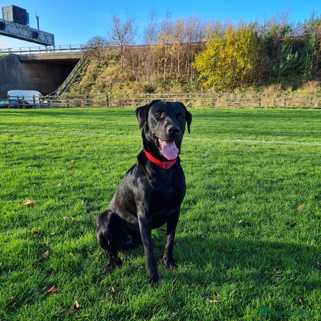 Labrador Retriever dogs for stud: Health tested Labrador retriever proven stud in Kirkliston - Image 1
