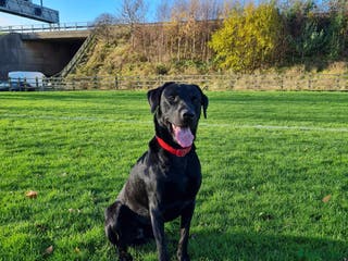 Labrador Retriever dogs Health tested Labrador retriever proven stud in Kirkliston - Advert 2