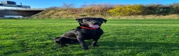 Labrador Retriever dogs for stud: Health tested Labrador retriever proven stud in Kirkliston - Advert 1