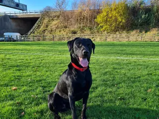 Labrador Retriever dogs Health tested Labrador retriever proven stud in Kirkliston - Advert 3