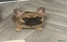 French Bulldog dogs for sale: Frenchie female 4 & half months old - Image 4