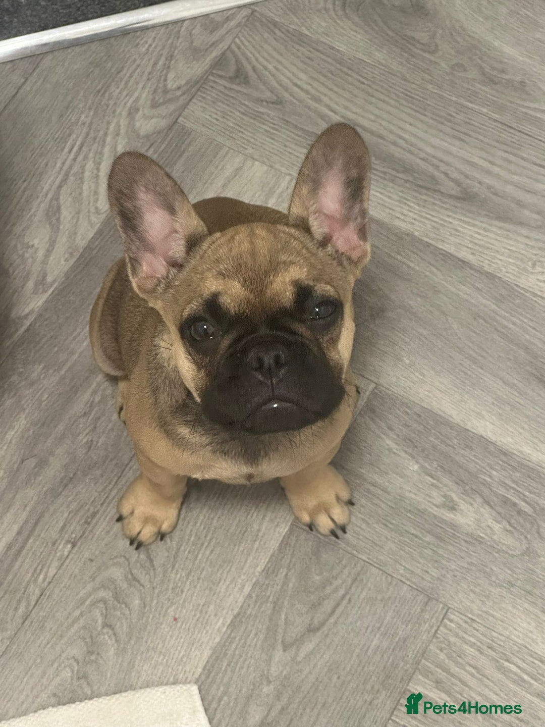 French Bulldog dogs for sale: Frenchie female 4 & half months old - Image 4