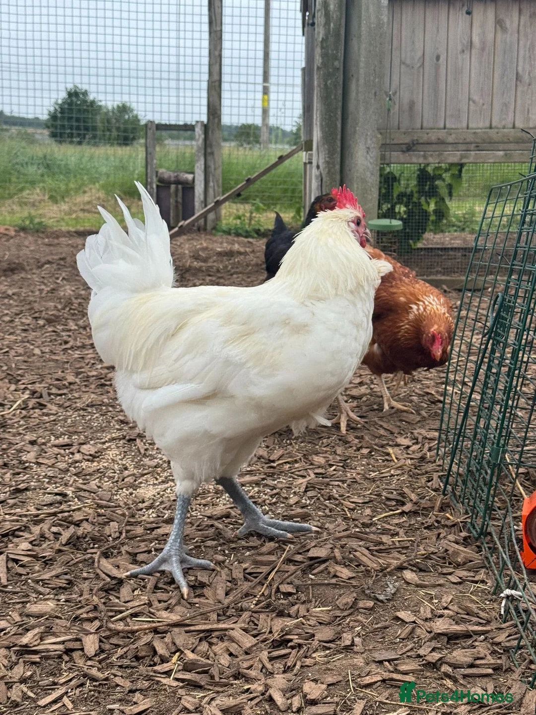 Chickens poultry for sale: Young Friendly Bresse Cockrel (Popcorn) - Advert 2