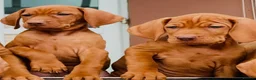 Hungarian Vizsla dogs for sale: Premium Male Hungarian Vizsla Puppies  - Advert 6