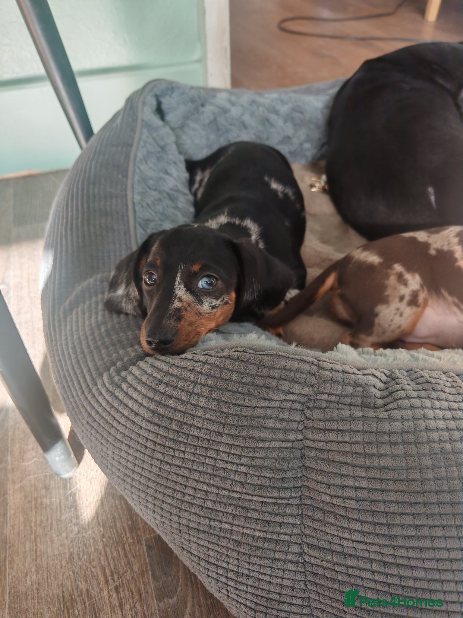 Dachshund dogs Dashounds girls - Advert 2