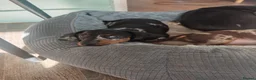 Dachshund dogs for sale: Dashounds girls - Advert 2